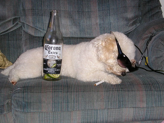baaad dog.preview.JPG baaad dog.preview.JPG